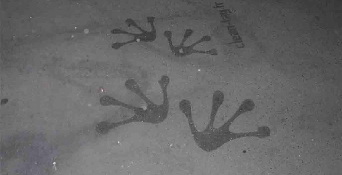 Il faut suivre les empreintes des grenouilles Rainett ! Reverse graffiti Rainett à Paris